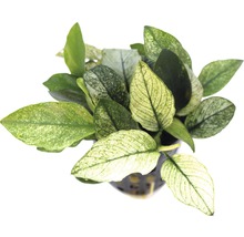 Anubias barteri trpasličia forma v kvetináči