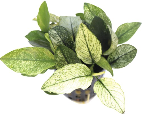 Vodná rastlina Anubias nana ´Pinto´ Anubias barteri trpasličia forma v kvetináči