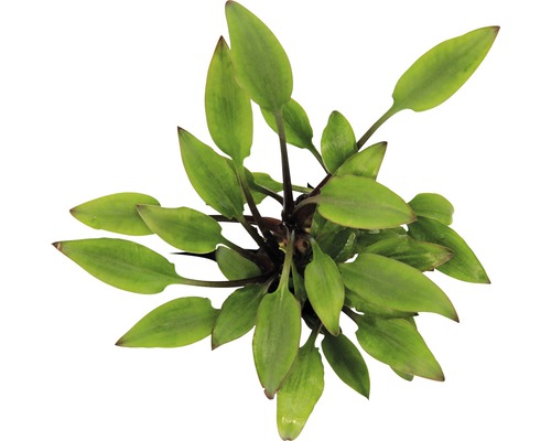 Vodná rastlina Cryptocoryne lutea ´Hobbit´ Vodná rastlina so zelenými listami