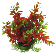 Dekoratívna akvarijná rastlina s červenými a zelenými listami.