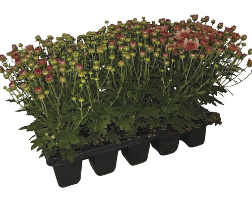 Chryzantéma Chrysanthemum multiflorum kvetináč Ø 5,5 cm balenie 10 ks, rôzne farby Chryzantémy v kvetináči, aranžmán jesenných kvetov do záhrady