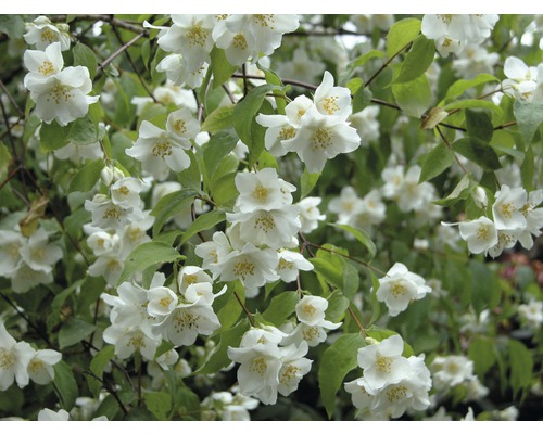 Jazmín záhradný, jazmín voňavý, pustoryl Philadelphus 'Natchez' výška 80-100 cm kvetináč 10 l