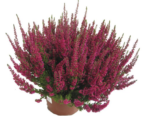 Vresovec pleťový FloraSelf Erica carnea kvetináč Ø 10,5/11 cm, 1 ks rôzne druhy Vres obyčajný v kvetináči