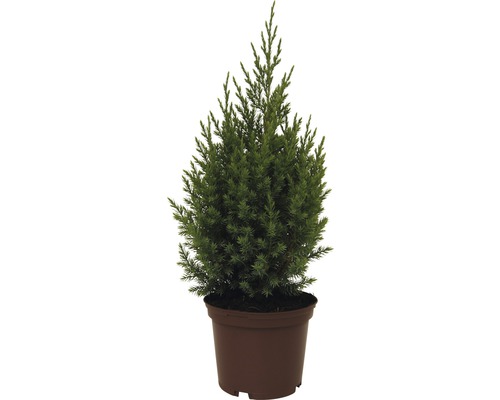 Stĺpovitý borievka FloraSelf Juniperus chinensis 'Stricta' výška 20–30 cm, kontajner 2 l Borievka v kvetináči
