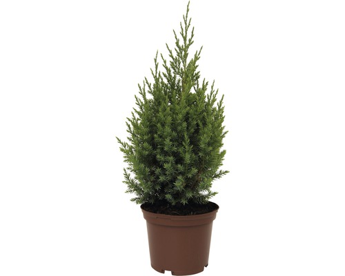 Rastlina borievky v kvetináči