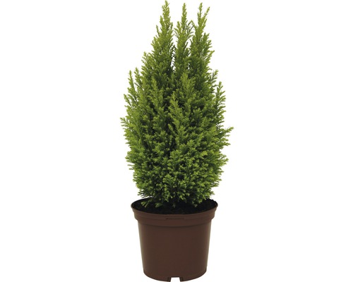 Cypruš v kvetináči v sadbovači