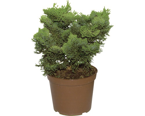 Cypruštek v kvetináči