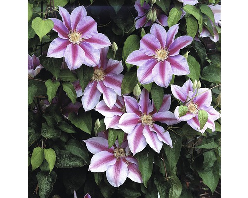 Plamienok FloraSelf Clematis Hybride' Nelly Moser' 50-70 cm kvetináč 2,3 l