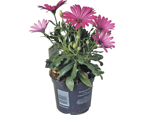 Osteospermum rastlina v kvetináči s fialovými kvetmi