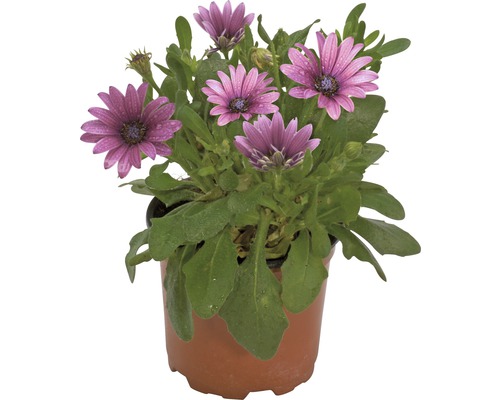 Osteospermum rastlina v kvetináči s fialovými kvetmi