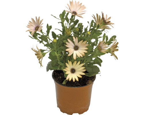 Osteospermum v kvetináči