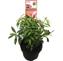 Pernettya Forest Flame izbová rastlina v kvetináči