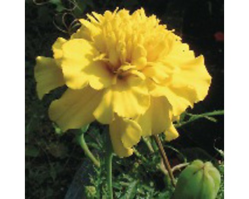 Aksamietnica, afrikán Tagetes erecta kvetináč Ø 9 cm 1 ks, rôzne druhy