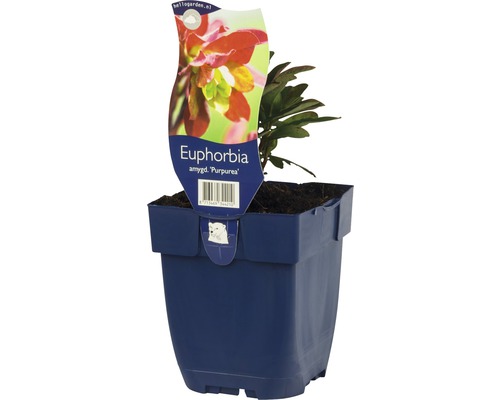 Mliečnik ''Purpurea'' v kvetináči