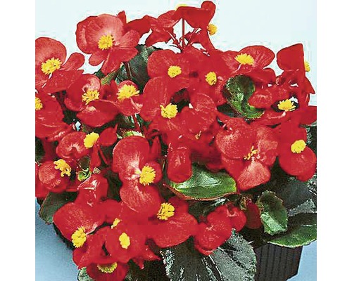 Voskovka, begónia stálokvetá Begonia semperflorens kvetináč Ø 9 cm 1 ks, rôzne farby