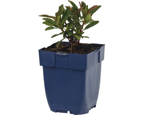 Mliečnik mandľovitý FloraSelf Euphorbia amydaloides 'Miners Merlot' výška 5-20 cm kvetináč 0,5 l Mliečnik mandľovitý FloraSelf Euphorbia amydaloides 'Miners Merlot' výška 5-20 cm kvetináč 0,5 l