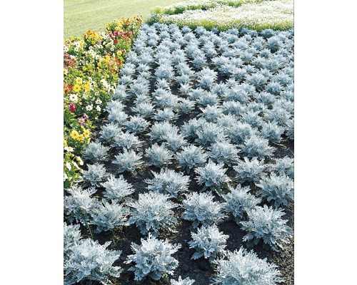 Kvetinový záhon so starčekom popolavým a farebnými kvetmi