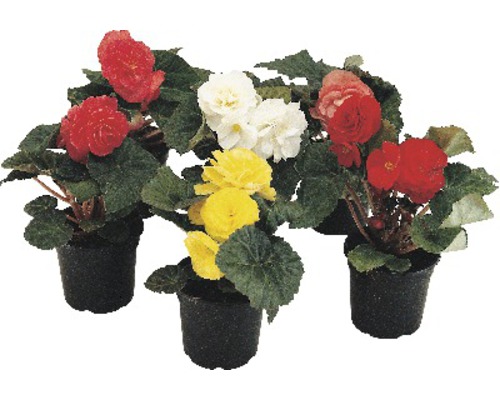 Begónia hľuznatá FloraSelf Begonia tuberhybrida kvetináč Ø 12 cm 1 ks, rôzne farby