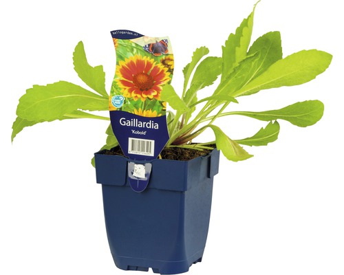Gaillardia Kobold v kvetináči
