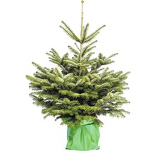 Kaukazská jedľa v kvetináči