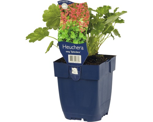 Heuchera krvavá FloraSelf Heuchera sanguinea 'Splendens' 5-25 cm kvetináč 0,5 l Heuchera v kvetináči