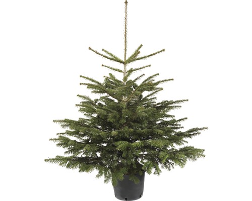 Vianočný stromček v kontajneri jedľa kaukazská 100-125 cm Abies Nordmanniana vhodný na výsadbu, kvetináč 7,5 l