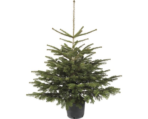 Vianočný stromček v kontajneri jedľa kaukazská 100-125 cm Abies Nordmanniana vhodný na výsadbu, kvetináč 7,5 l Vianočný stromček v kontajneri jedľa kaukazská 100-125 cm Abies Nordmanniana vhodný na výsadbu, kvetináč 7,5 l