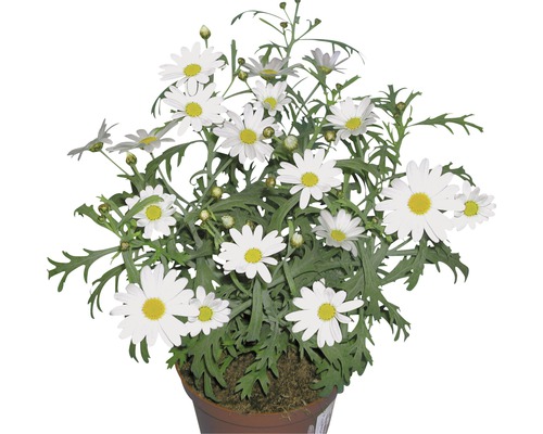 Margaréta parížska FloraSelf Chrysanthemum frutescens kvetináč Ø 11 cm