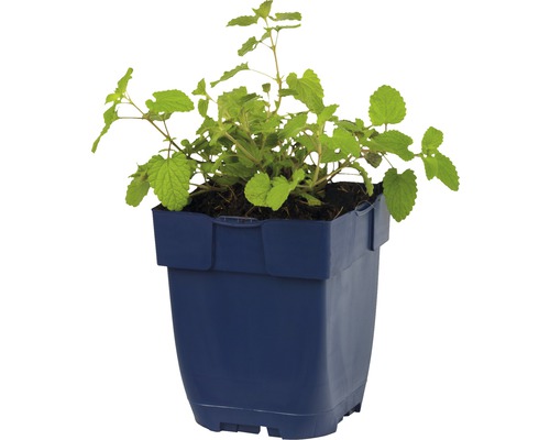 Medovka v kvetináči