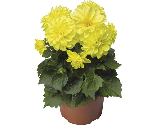 Georgína zakrpatená FloraSelf Dahlia x hybrid kvetináč Ø 11/12 cm 1 ks, rôzne druhy Žltá georgína v kvetináči