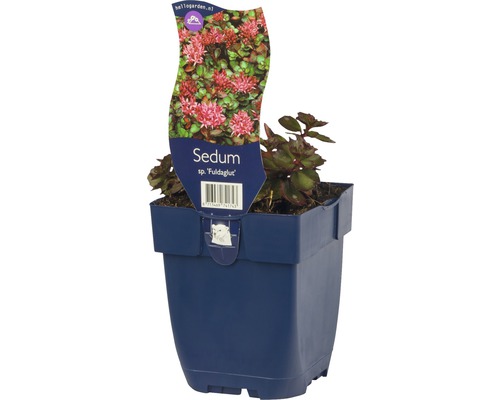 Rozchodník ''Fuldaglut'' v kvetináči