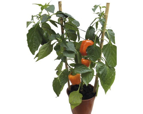 Paprika Snack oranžová Pick&Joy kvetináč Ø 19 cm