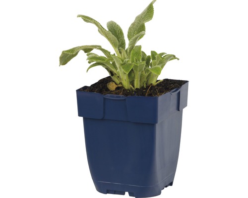 Čistec vlnatý rastlina v kvetináči