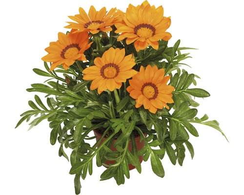 Gazánia lesklá FloraSelf Gazania splendens kvetináč Ø 10,5 cm