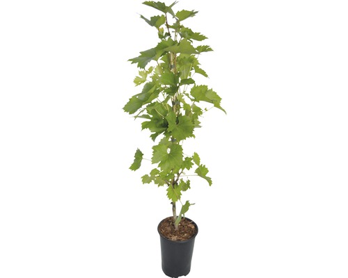 Vinič v kvetináči