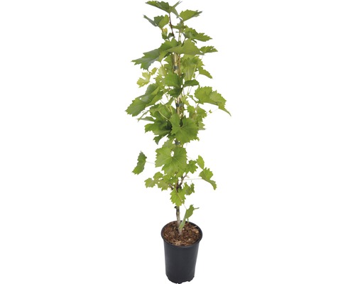 Vinič hroznorodý v kvetináči