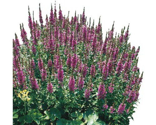 Kvitnúca trvalka so vzpriamenými kvetenstvami