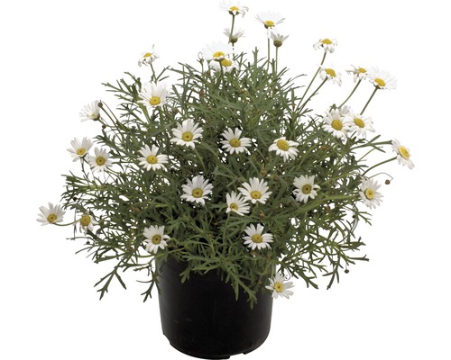 Margaréta krovinatá FloraSelf Chrysanthemum frutescens výška 40-60 cm kvetináč Ø 18 cm Margaréta krovinatá FloraSelf Chrysanthemum frutescens výška 40-60 cm kvetináč Ø 18 cm