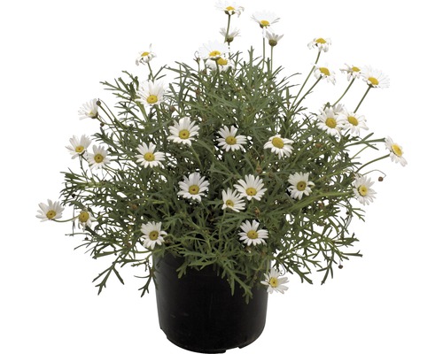 Margaréta krovinatá FloraSelf Chrysanthemum frutescens kvetináč Ø 14 cm biela