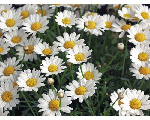 Detailný záber skupiny bielych kvetov sedmokrásky so žltými kvetnými hlavami.