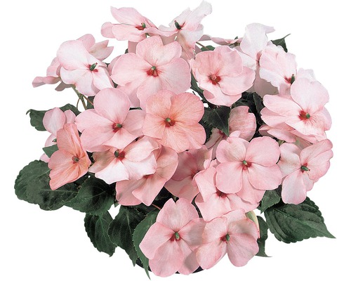 Netýkavka Impatiens walleriana kvetináč Ø 9 cm 1 ks, rôzne farby