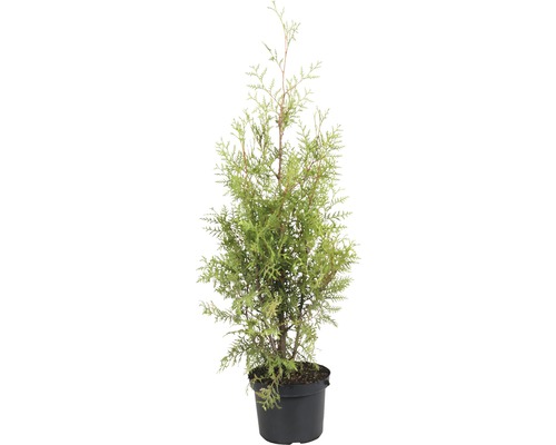 Tuja západná thuja occidentalis 'Brabant' 80-100 cm kvetináč 6 l