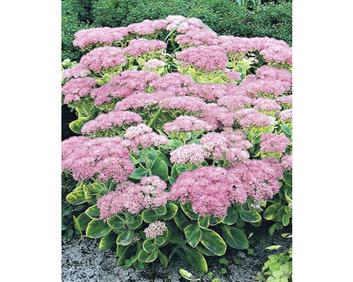 Rozchodník FloraSelf Sedum spectabilis 10-40 cm kvetináč 3 l Rozchodníkovec nádherný trvalka s ružovými kvetmi