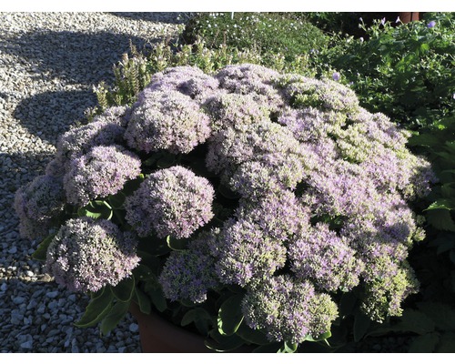 Rozchodník purpurový Sedum telephium 'Herbstfreude' kvetináč 3 l