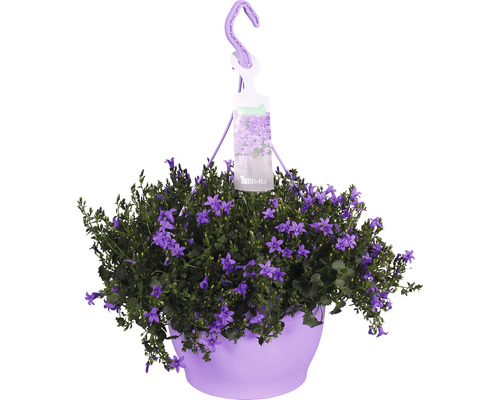 Zvonček v závesnom kvetináči Floraself Campanula portenschlagiana 'Ambella Purple' Ø kvetináča 25 cm