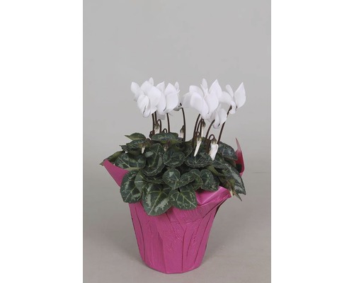 Cyklámen perzský FloraSelf Cyclamen persicum výška 20-25 cm kvetináč Ø 10,5 cm 1 ks, rôzne farby