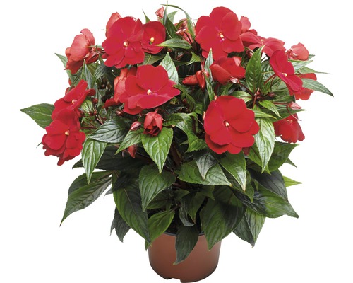Netýkavka Hawkerova FloraSelf Impatiens Neuguinea kvetináč Ø 13 cm 1 ks, rôzne farby Netýkavka v kvetináči s červenými kvetmi a zelenými listami.