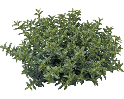 Stálezelený trpasličí ker do záhrady