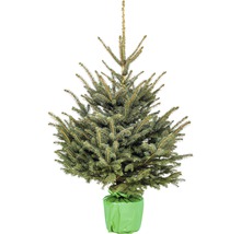 Smrek pichľavý v kvetináči