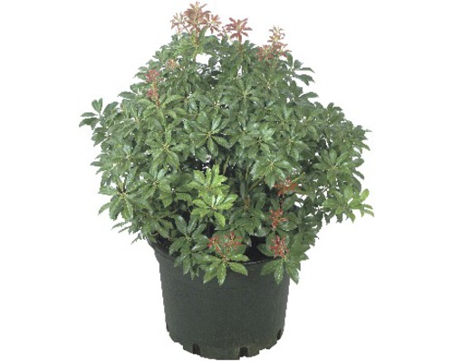 Pieris japonský FloraSelf Pieris japonica výška 20-25 cm kvetináč 2 l